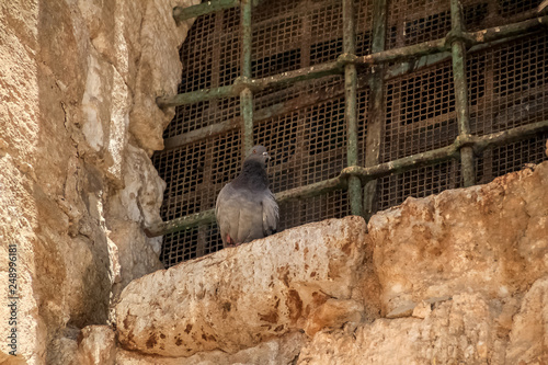 Pigeon sits on window ledge of sounthern wall of Temple Mount in Jerusalem photo