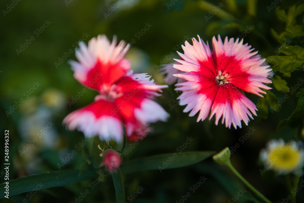 beautiful flowers in the yard close-up beautiful flowers in the yard close-up