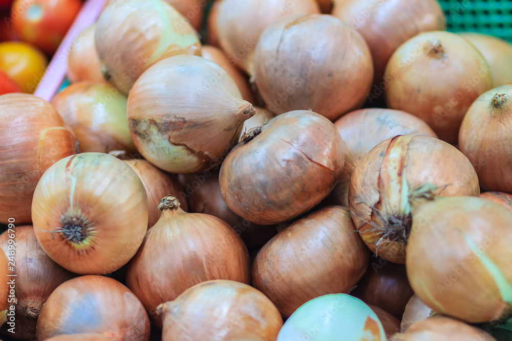 Extra jumbo size of bulb onion or common onion for sale at the fresh market. The onion is a vegetable and is the most widely cultivated species of the genus Allium. Extra jumbo size of bulb onion or common onion for sale at the fresh market. The onion is a vegetable and is the most widely cultivated species of the genus Allium.