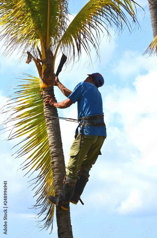 Gardener in harness climbing up a coconut (Cocos nucifera) palm tree to cut  off dead branches in a tropical coastal garden. Man at work, work safety  and hazard, work in heights. Stock