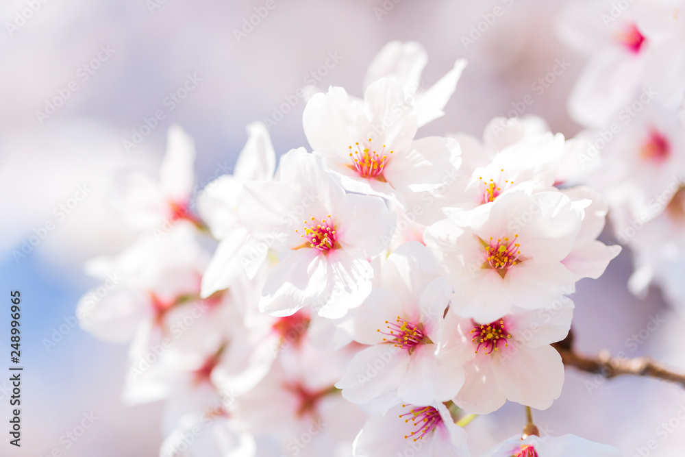 桜