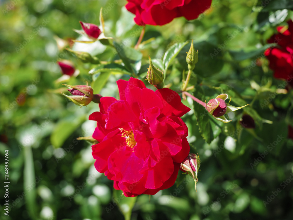 Flowering red climbing roses in the garden on a sunny summer day, bright summer festive delicate crimson garden roses on a Bush. Flowering red climbing roses in the garden on a sunny summer day, bright summer festive delicate crimson garden roses on a Bush.