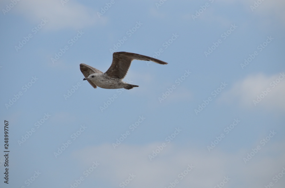 seagull in flight seagull in flight