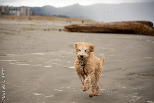 dog running on the beach with tennis ball in his mouth © Don Oltmann