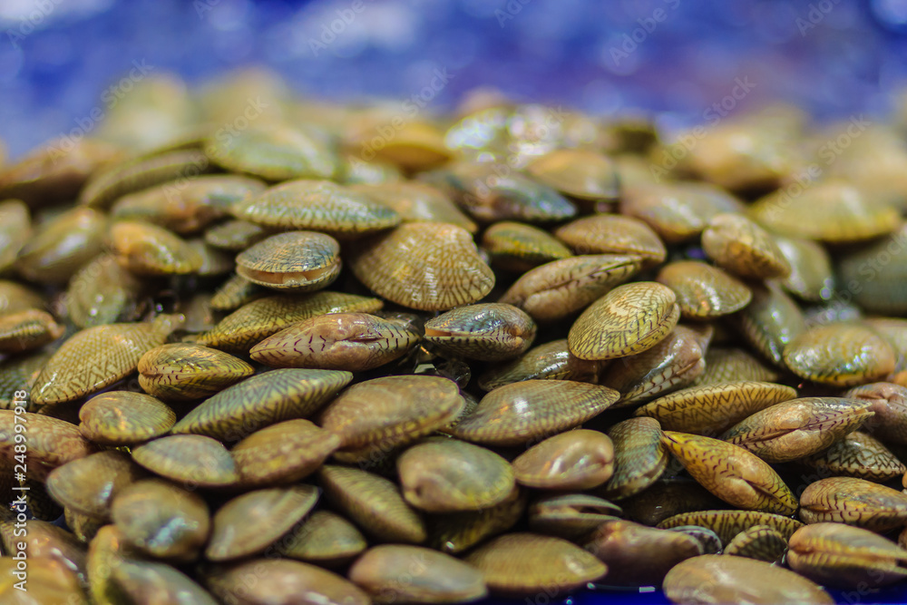 Surf clam (Paratapes undulatus) for sale at the seafood market, common