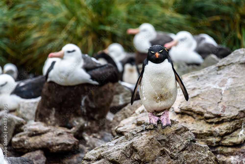 Fototapeta premium Rockhopper Penguin and Black-Browed Albatross’ colony in the rain and mud, Falkland Islands