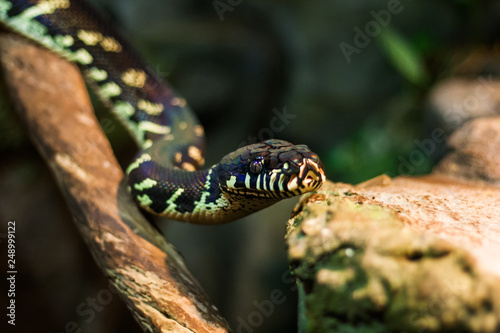 boelens python. Velvet colorful snake
