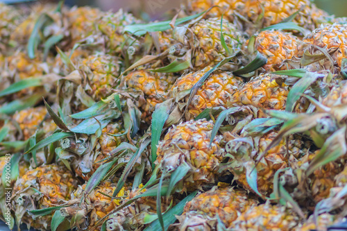 Fresh organic Phulae pineapple for sale at the fruit market. The most famous Chiangrai Phu lae (in Thai language) plant species Pineapple from Chiang Rai province Northern of Thailand.