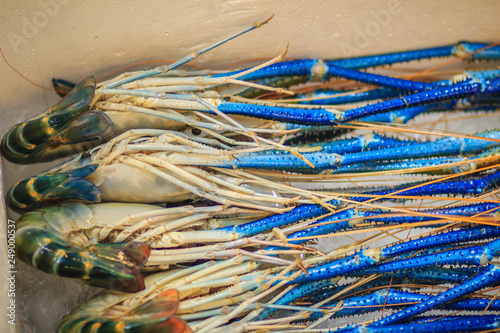 Extra large size of giant malaysian prawn (Macrobrachium rosenbergii) also known as the giant river prawn or giant freshwater prawn, is a commercially important species of palaemonid freshwater prawn photo