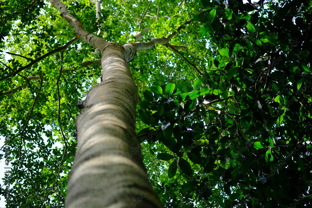 Fototapeta premium forest trees. nature green wood with green leaves background.