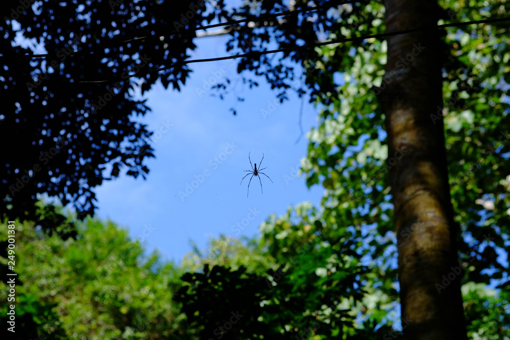 Fototapeta premium black spider on the sky with green leaves and tree background.
