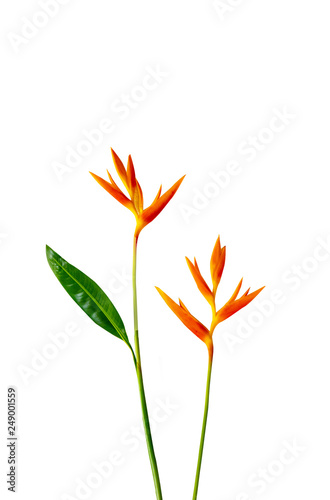heliconia flowers with green leafs on white background, strelitzias