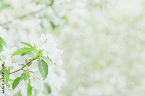 Background of white beautiful blooming apple tree brunch in spring garden