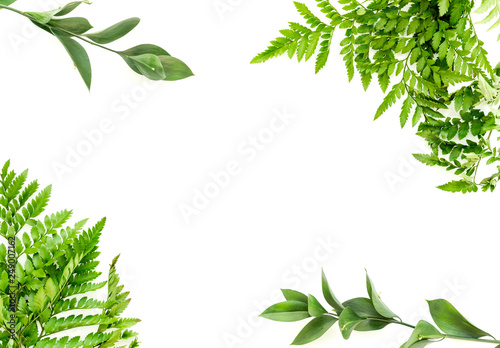 Spring background. Fresh green leaves frame on white background top view copy space