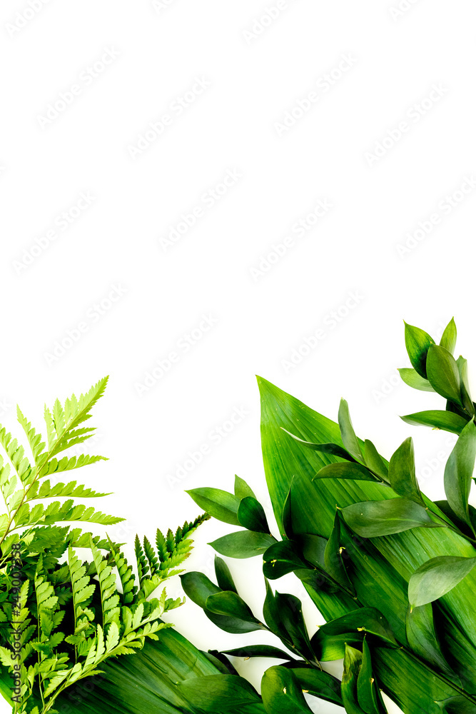 Obraz premium Spring green plants, sprigs, leaves border on white background top view copy space border
