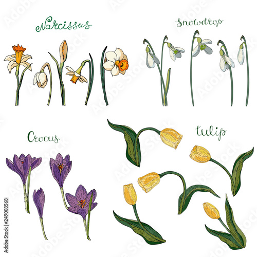 Vector collection of isolated spring flowers on white. Various elements for spring season floral design. Floral elements of tulips, snowdrops, crocuses and daffodils (narcissus)
