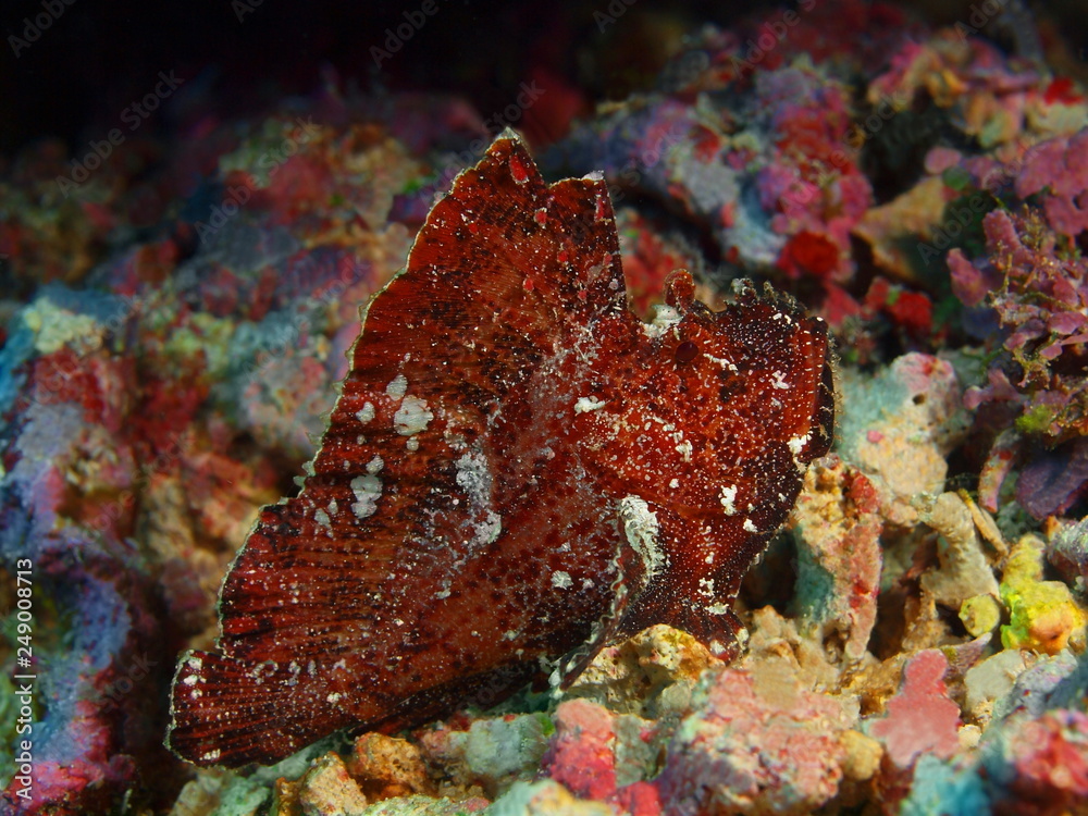 The amazing and mysterious underwater world of Indonesia, North Sulawesi, Bunaken Island, anglerfish The amazing and mysterious underwater world of Indonesia, North Sulawesi, Bunaken Island, anglerfish