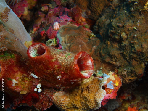 The amazing and mysterious underwater world of Indonesia  North Sulawesi  Bunaken Island  sea squirt