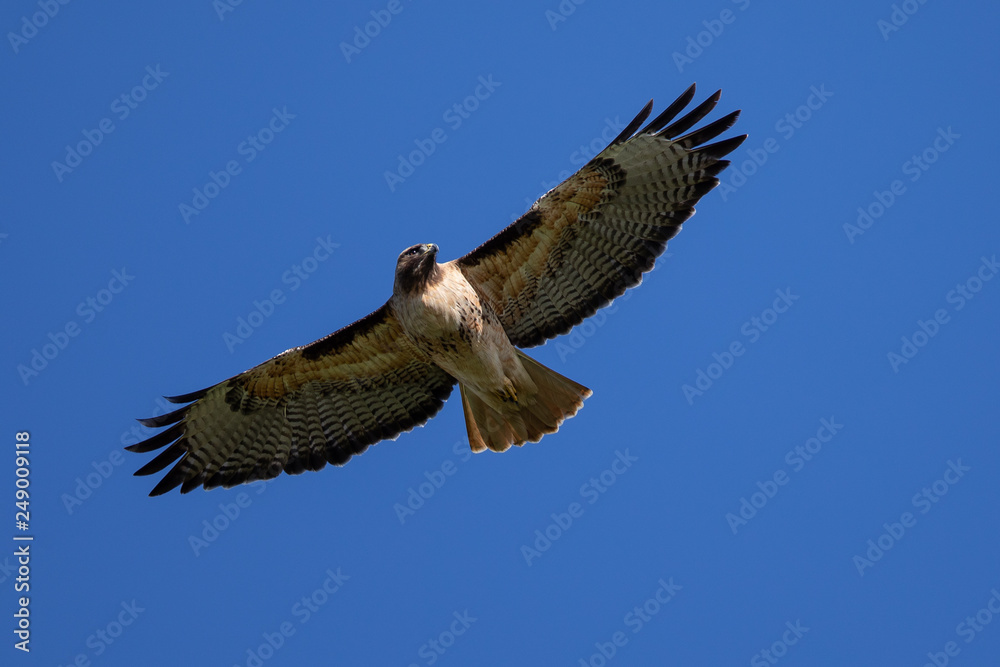 Fototapeta premium Very close view of a red-tailed hawk flying, seen in the wild in North California