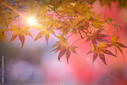 Red maple leaves on autumn season in Japan