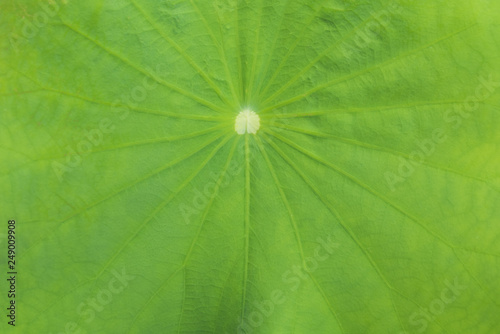 lotus leaf background