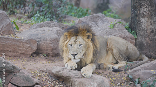 White male lion resting in the forest.