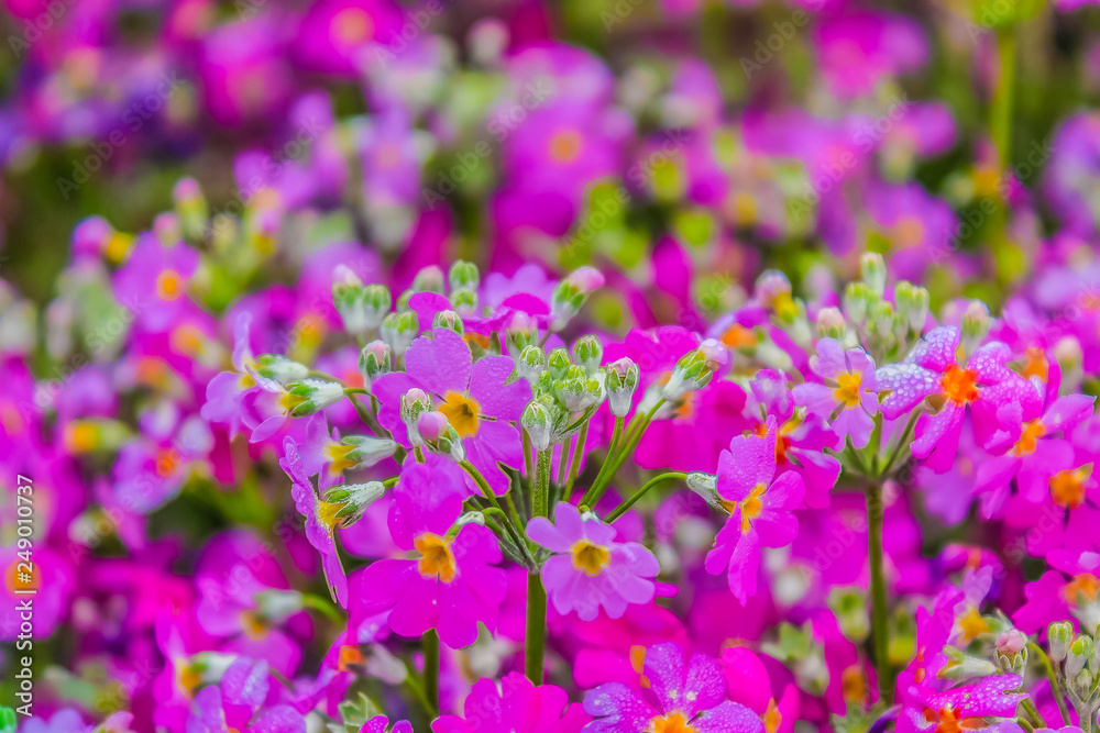Beautiful sweet pink primula flowers covered with a morning frost background.