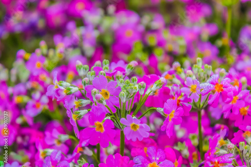 Beautiful sweet pink primula flowers covered with a morning frost background.