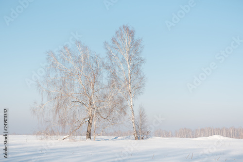 Birch forest in winter. Birch in the snow. Winter forest. Siberian forest.