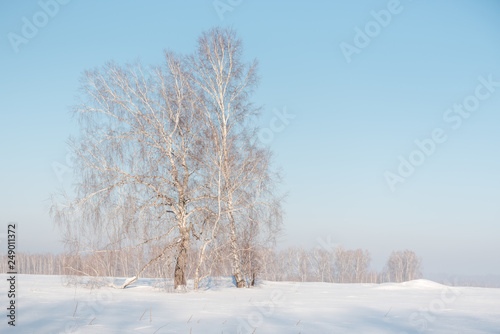 Birch forest in winter. Birch in the snow. Winter forest. Siberian forest. © Sergey_Siberia88