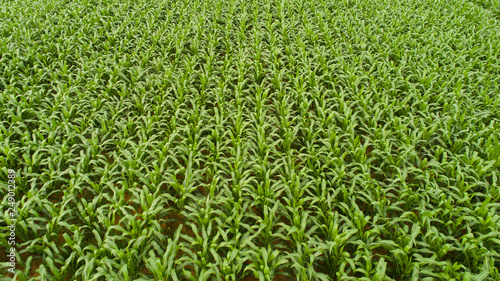 Aerial view corn field.
