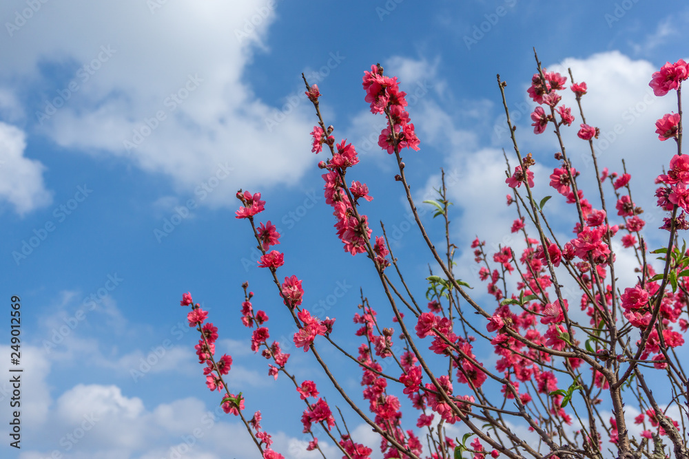Peach flowers in the garden in blossoming time against blue sky and white clouds Peach flowers in the garden in blossoming time against blue sky and white clouds