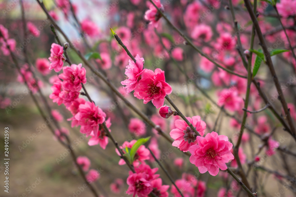Peach flowers in the garden in blossoming time Peach flowers in the garden in blossoming time