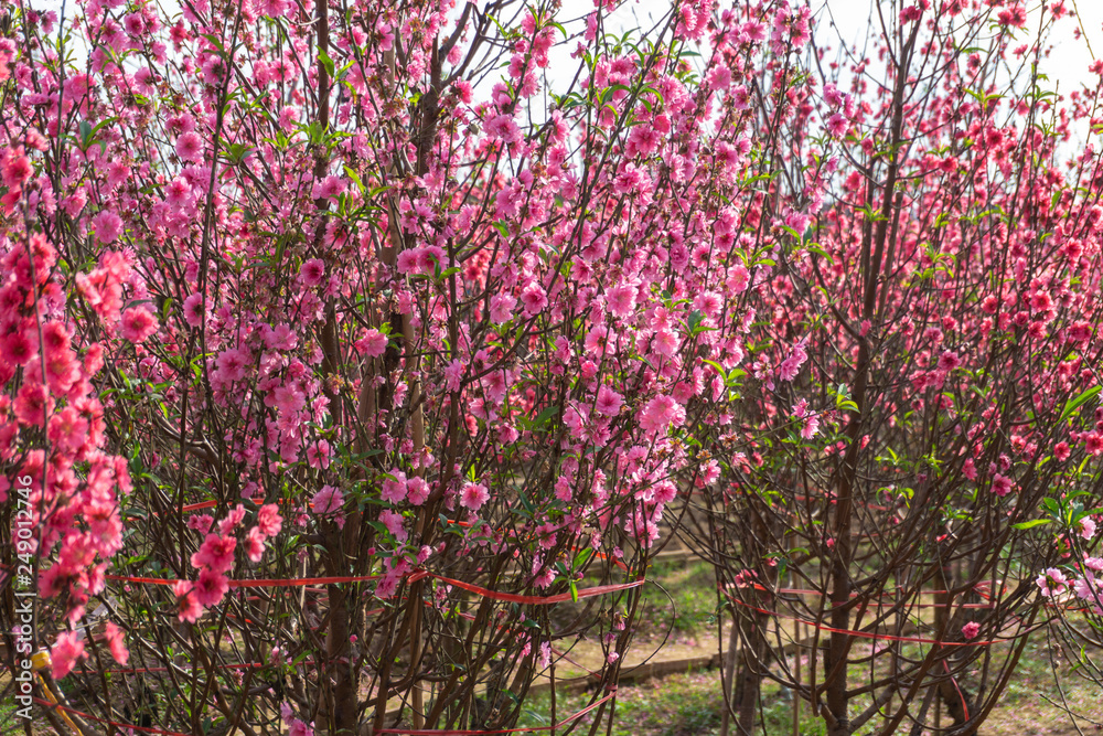 Peach flowers in the garden in blossoming time
