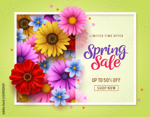 Spring sale vector banner template with colorful chrysanthemum and daisy flowers elements in background and spring seasonal store promotion text in white frame.