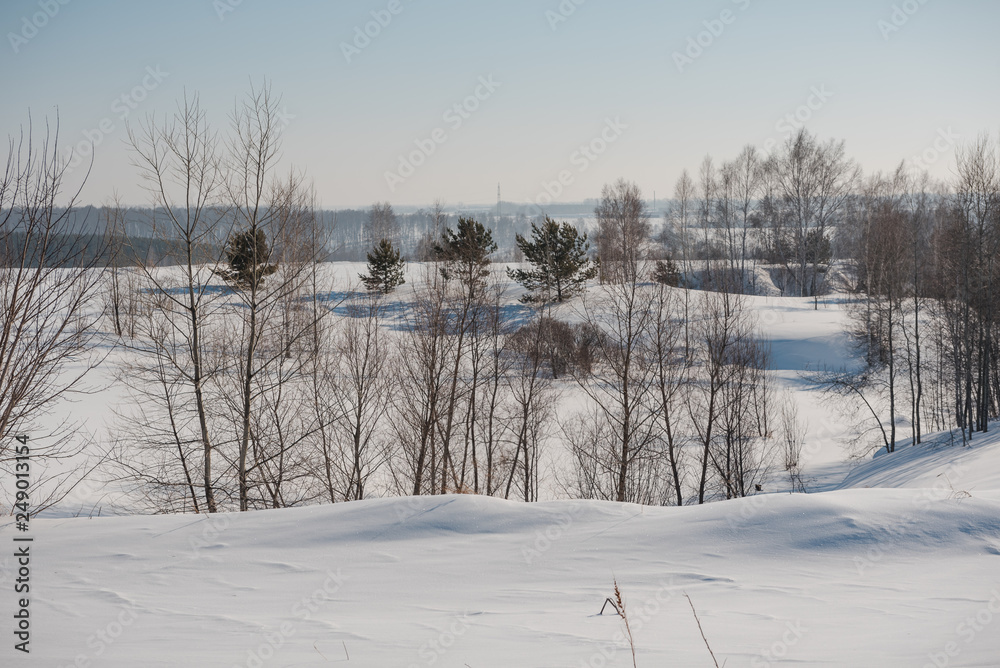 Winter forest. Field and forest under the snow. Winter in Siberia. Lots of snow in winter in the forest.