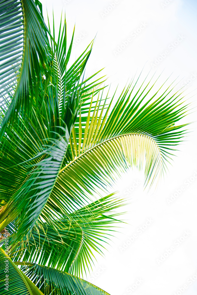 Fototapeta premium Detail of coconut trees with soft light background or vintage style.