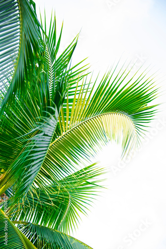 Detail of coconut trees with soft light background or vintage style. © kittiyaporn1027