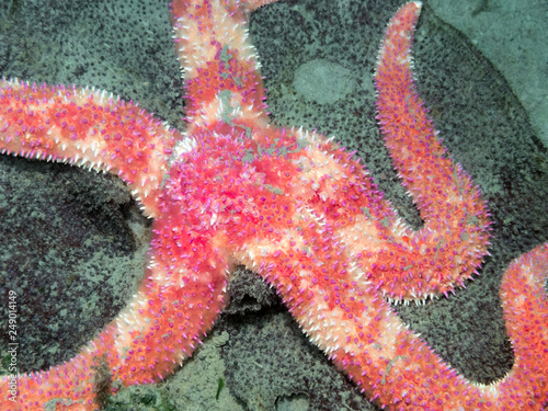 Rainbow Star(Orthasterias koehleri)