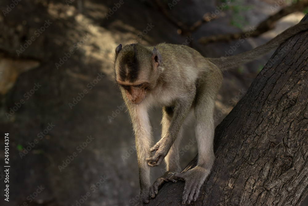 Naklejka premium Wild Macaque on a rock in a national park