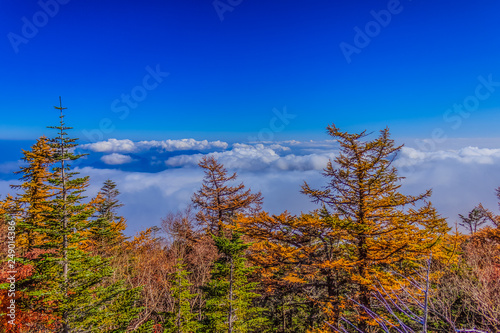 Beautiful landscape view of Autumn with yellow leaves on tall tree forest with cloudy and blue sky background on Station 5 Subaru Line  Mount Fuji.