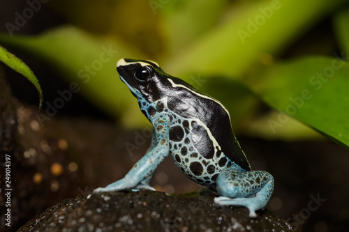 Photos Dyeing poison dart frog in the jungle