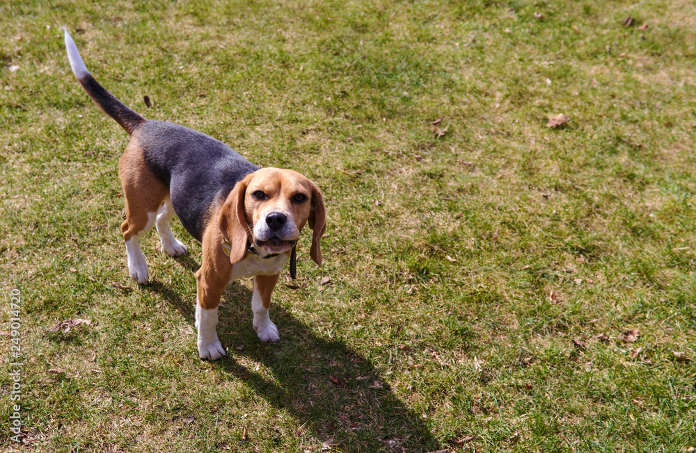 Beagle dog  puppy, pet on garden yard