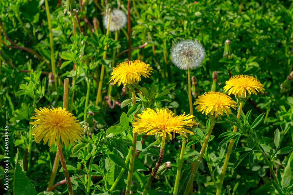 yellow dandelion on the field close-up. medicinal Taraxacum officinale flower on blurred green background. blowball on the field in the green grass yellow dandelion on the field close-up. medicinal Taraxacum officinale flower on blurred green background. blowball on the field in the green grass