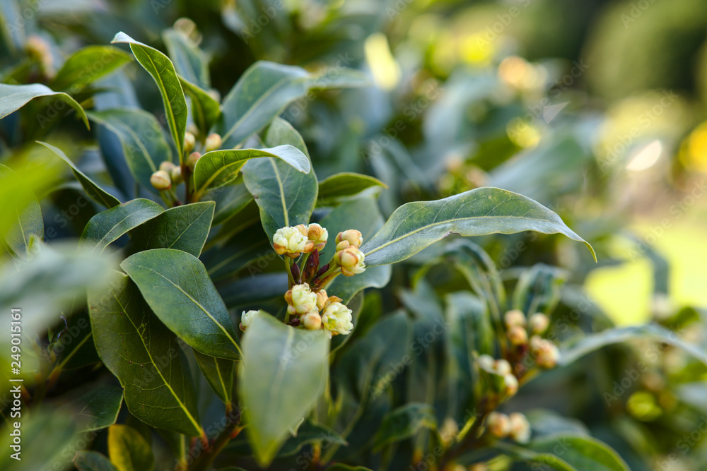 Fresh bay leaves with blossom herbal plant Fresh bay leaves with blossom herbal plant