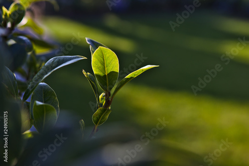 green leaves of Bay leaf tree plant in spring at garden yard