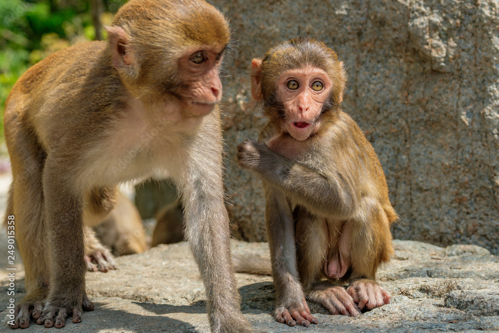 Cute baby macaque in the jungle sitting on a stone with mom. to stare with astonishment. Vietnam, Monkey island. Monkeys in the natural environment