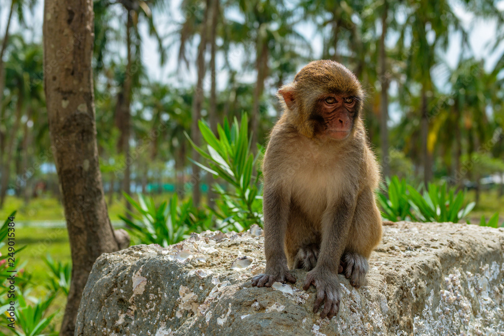Gloomy old macaque sits on a stone in the jungle on a background of palm trees. Vietnam, Monkey island. Monkeys in the natural environment