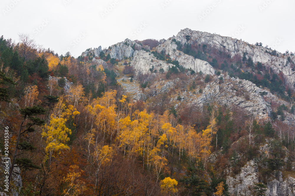 Autumn landscape in limestone mountains, with beautiful foliage, mist and black pine trees hanging on rocks