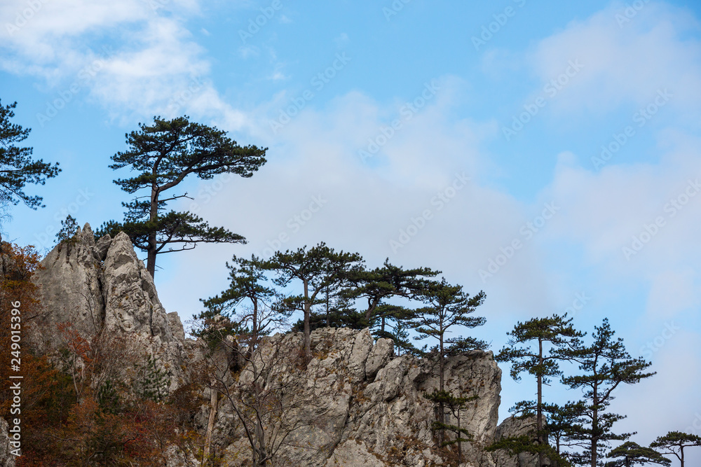Autumn landscape in limestone mountains, with beautiful foliage, mist and black pine trees hanging on rocks Autumn landscape in limestone mountains, with beautiful foliage, mist and black pine trees hanging on rocks